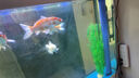 异景园鱼缸水族箱装饰仿真水草水族造景套餐假水草装饰塑料高款大水草绿 CH03无松草 实拍图