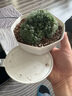 寿禾 花盆含托多肉绿植盆栽种植家庭园艺 比加盆-白色含托 实拍图