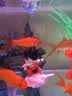 LISM鱼缸造景悬浮摆件潜孙悟空桃白白观赏饰品漂浮创意水族箱装饰 桃白白(带鱼线和球) 实拍图