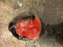 爸爸妈妈手腕弹力球带绳子手握魔力回弹橡胶球锻炼健身手抛甩甩球儿童玩具 实拍图
