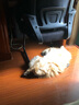 K9 Natural冻干猫粮主粮零食猫粮新西兰进口无谷物脱水鲜肉feline猫粮 牛肉鳕鱼320g 实拍图
