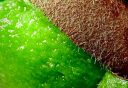 京鲜生秘鲁进口即食牛油果 中果4粒装 单果130g~160g 生鲜 新鲜水果 实拍图