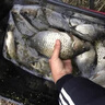 川泽伊豆绑好子线双钩成品鱼钩套装金海夕仕挂鲫鲤鱼翘嘴小鱼钩鳊鱼钩 伊豆45cm【钩2线0.6+钩3线0.8】 各10付【共20付盒装】 实拍图