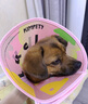 KimPets宠物伊丽莎白圈猫咪防舔头套狗狗防抓挠防咬项圈脖圈绝育驱虫用品 【防水防挣脱】幸运多巴胺 L(颈围31-37cm 适合13-26斤宠物) 实拍图