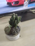 绿荫巷子多肉植物仙人掌盆栽肉肉室内桌面创意绿植小盆栽带盆 【万重山白金组合】浅玻璃杯 实拍图
