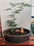 文竹盆栽植物室内办公室绿植花卉盆栽盆景四季常青小盆栽 中文竹【高25厘米】两盆 实拍图