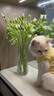 华元宠具（hoopet）猫衣服夏季猫咪防掉毛两脚衣布偶无毛猫宠物春秋服装夏天透气薄款 【纯棉透气】森系小兔背心-黄 M：胸围43cm 建议5-8斤 实拍图