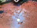 欧亚瑟鱼缸除油膜去除器水面漂浮垃圾杂质脏污收集过滤处理器 skim350水面油污撇渣器） 水深30cm以上 晒单实拍图