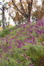 佳能（Canon）EOS600D750D700D760D800D850d学生入门拍照摄像二手单反相机 750D+50/1.8 STM小痰盂套机 95新 实拍图