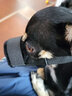咪贝萌宠物狗狗嘴套防咬狗口罩防乱吃防叫器止吠罩小中大型犬嘴罩可喝水 黑色 S--可调节12-15cm--建议6-10斤 实拍图