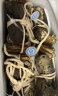 【活蟹】今锦上大闸蟹鲜活螃蟹礼盒全母2.0-2.3两8只装精品礼盒礼品 去绳足重 实拍图