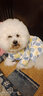 华元宠具（hoopet）狗狗衣服小型犬秋冬保暖宠物衣服冬天比熊幼犬泰迪小狗全包四脚衣 【棉质薄款】四脚护肚衣-天空蓝 XL:背长38.5cm-推荐体重13-16斤 实拍图