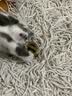 柒哦猫玩具自嗨解闷猫薄荷仿真麻布鱼幼猫猫咪逗猫棒小猫磨牙宠物用品 小黄鱼+木天蓼薄荷球 实拍图