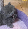 涴喵 苏氏纯种英短幼猫短毛猫大脸猫宠物猫咪活体辅助喂养 宠物级 【蓝猫】 实拍图