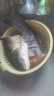 千寿（Qianshou） 千寿钓线野钓柔软鱼线钓鱼线超强拉力尼龙线 主线【买二送一】 5.0 实拍图