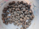 欧悟碗莲种子室内盆栽水培植物水养荷花绿植花卉风信子水仙花种球睡莲 试栽种子30粒【其它不含】 实拍图