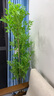 未欧南天竹仿真绿植盆栽高端轻奢室内客厅装饰摆件大型造景落地假花树 4杆南天竹+米色花pp盆 180cm 实拍图
