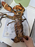 喵和渔【活鲜】鲜活波士顿龙虾大龙虾波龙加拿大进口虾类活虾海鲜生鲜 2.8-3.0斤/一只 实拍图