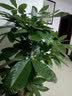 京东绿植步步高发财树大棵盆栽客厅室内大型绿植物绿植造型招财树源头直发 实拍图
