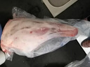 咏华春内蒙古散养苏尼特羊羔羊新鲜宰杀羔羊后腿肉宰杀急冻发货羊腿肉 整只羊后腿10斤（烤羊腿） 实拍图