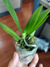 欧悟 蝴蝶兰花苗盆栽室内观花植物桌面阳台年宵花卉四季开花绿植花卉 帝王蝴蝶兰+透明原盆+原土 实拍图