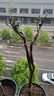 【冬季耐寒】日本海棠花苗盆栽室内绿植花卉观花庭院源头直发包邮 四季海棠 三年苗多分枝 实拍图