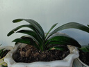 带盆带土6年大苗绿植盆栽室内精品花卉君子兰花苗花卉室内花卉鲜花花卉室内盆景盆栽绿植君子兰苗素颜 火焰红君子兰8-10片带盆带土 实拍图