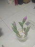 易囍艺 郁金香种球水培盆栽花卉土培室内花绿植盆栽水养植物花卉进口大 紫色郁金香5球+玻璃瓶+石子+营养液 实拍图