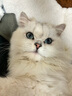 卜尼复方制霉素软膏猫咪耳螨耳炎药膏宠物狗狗抗菌杀螨耳螨克星耳痒真菌犬猫通用 10g/支 实拍图