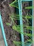 思威博营养土种菜土花土通用型有机种花养花土壤种植土泥土绿植盆栽泥炭 80斤有机通用营养土（多包发货） 实拍图