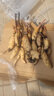 惜林园食用莲藕苗种根池田大型蔬菜荷花苗粉脆藕种根苗菜瓜 粉藕苗10棵【新藕苗】 裸根不带土 实拍图