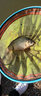 达亿瓦（DAIWA） 钓竿把手缠带(A) 鱼竿手把缠绕带抄网钓竿把手缠带防滑带 小配件 红色（长约1.8米） 实拍图