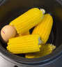 即食特大棒老玉米笨玉米传统老式黄笨玉米不甜不糯不黏粗粮代餐 单根约300g特大棒【8根】适中 实拍图