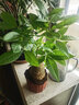发财树盆栽室内植物客厅绿植大型室内大棵盆景办公室摆件花卉h 【发财树】0.4-0.5米独杆款（福字款) 不含盆 实拍图