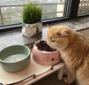 麦富迪（Myfoodie）全价猫粮三文鱼鱼油系列 成猫幼猫粮国产 英短布偶流浪猫美短缅因 三文鱼鱼油配方 丨成猫1.5kg 实拍图