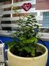 叹为观止18种吊兰任你选金边吊兰各种盆栽花卉客厅垂吊桌面植物净化空气 铁线蕨 不含盆 实拍图