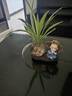 简潜（JIANQIAN）琅璃绿萝水培树脂草帽小和尚创意花瓶家居酒店铜钱草树脂花盆花瓶 不说 实拍图
