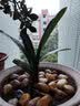 君子兰苗室内绿植花卉高档植物室内盆景兰花盆栽君子兰盆栽君子兰大小苗兰花苗 红色 4到6片叶子 实拍图