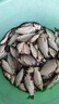 天元 武汉邓刚易包搞定腥味450g鲫鲤青草鳊四季综合鱼饵饵料 腥味版450gx2包 实拍图