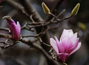 腾龙（Tamron）A047Z 70-300mm F/4.5-6.3 Di III RXD远摄长焦变焦 尼康全画幅微单镜头 Z卡口  实拍图