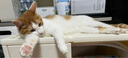 【预售】蓝氏全价猫粮幼猫成猫猎鸟乳鸽4.5kg+荒野猎兔4.5kg 实拍图