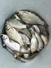 川泽一体成型夜光漂咬钩变色高灵敏鲫鱼漂醒目浮漂鲢鳙大物黑坑鱼漂 升级款PL9-3(湖库大物)吃铅5.2g 咬钩变色款 实拍图
