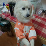 华元宠具（hoopet）狗狗衣服冬天保暖四脚羽绒服宠物小型犬比熊柯基棉服泰迪冬季衣服 【加厚加绒】四脚棉服 橘 2XL：背长41cm【建议12-15斤】 实拍图