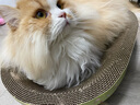 超大猫窝猫抓板一体耐磨不易掉屑猫咪窝磨爪耐抓保护沙发防猫抓圆形猫爪盆猫玩具 大号椭圆碗+剑麻球椭圆48*34 实拍图