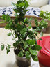 绿荫巷子茉莉花苗盆栽带花苞栀子花卉植物室内绿植浓香四季好养开花 【自吸盆】茉莉花 实拍图
