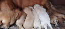夸克狗粮 金毛阿拉斯加拉布拉多哈士奇马犬萨摩耶德牧中大型犬通用粮 幼犬20kg40斤 实拍图