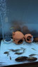 派乐特 鱼缸造景装饰躲避屋异型鱼繁殖陶罐摆件虾窝 蘑菇 实拍图