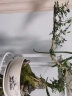 九里香盆栽中式盆景悬崖造型小老桩办公室内驱蚊绿植花卉书桌植物 悬崖式九里香(山水盆)  整套成品（山石苔藓，带盆种好） 晒单实拍图