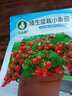 典絮六倍利种孑七彩盆栽四季开花易种活花种子籽室内花卉植物 （勿忘我200粒+肥） 实拍图