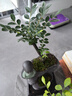 开时果 小叶紫檀盆栽桌面绿植黑骨茶 好养活办公室内花卉植物盆景摆件 独杆款：小叶紫檀+原生土盆 实拍图